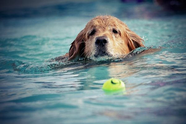 dog swimming