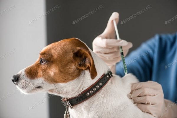 dog vaccinations