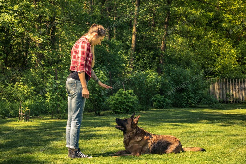 7 Essential Dog Training Commands Dogslife. Dog Breeds Magazine