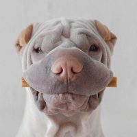 paddington shar pei