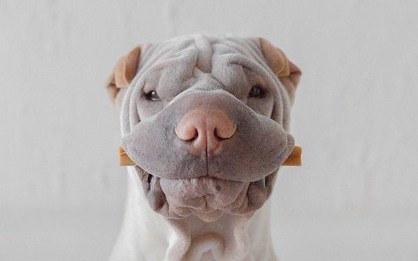 paddington shar pei