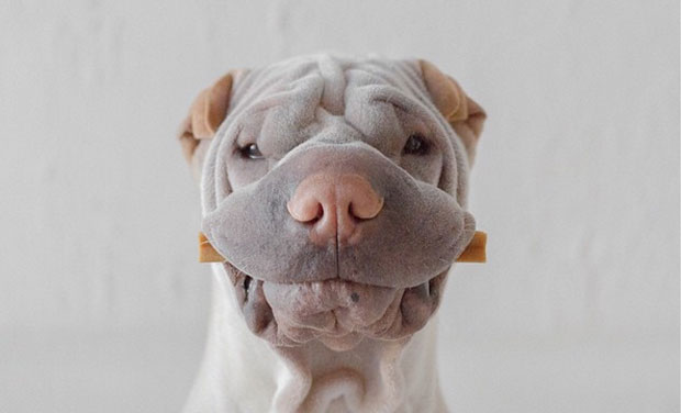 Famous online shar pei