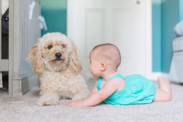 dog next to baby