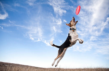 dog catching a disc