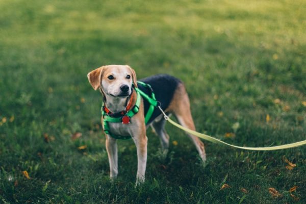 dog on a leash