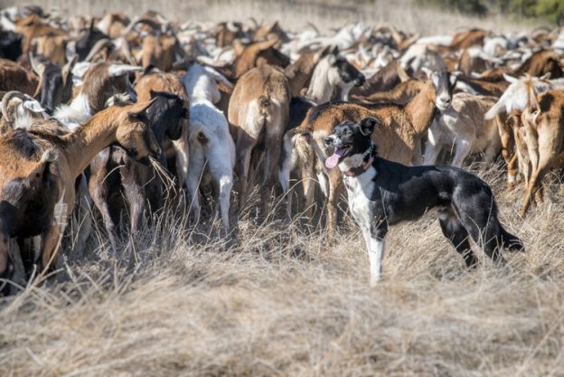 herding test