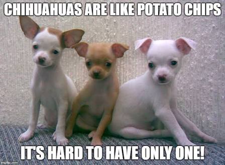 Chihuahuas are like potato chips