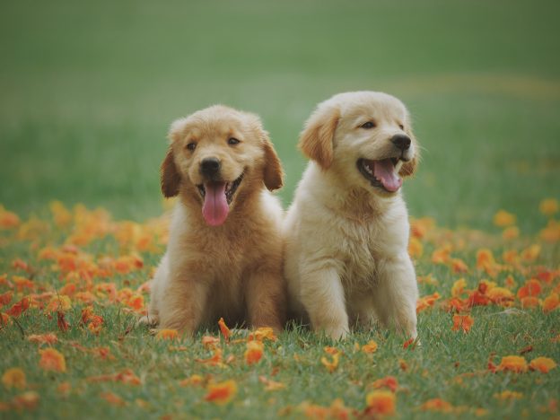 Puppies sales