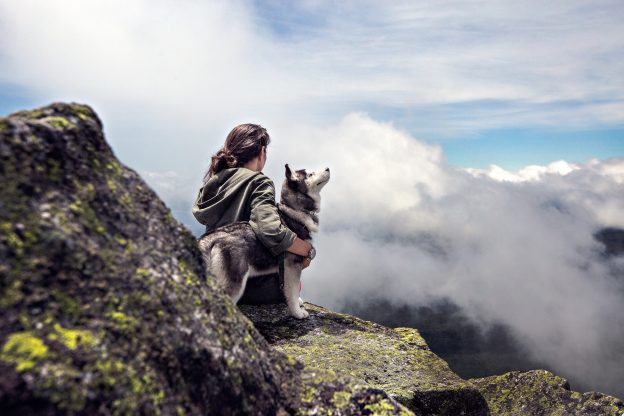 canine first aid