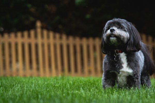 dog in backyard