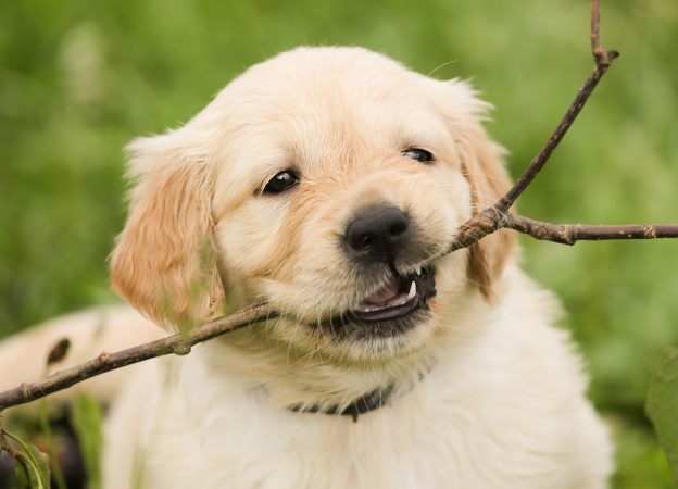dog play stick
