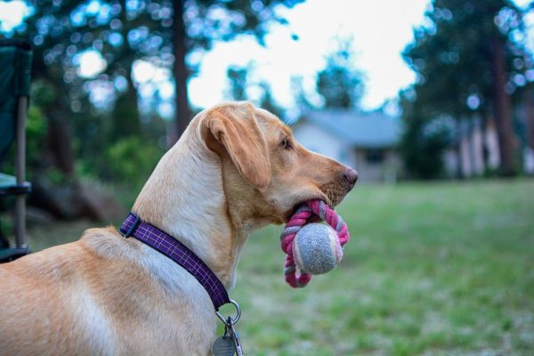dog fetch ball