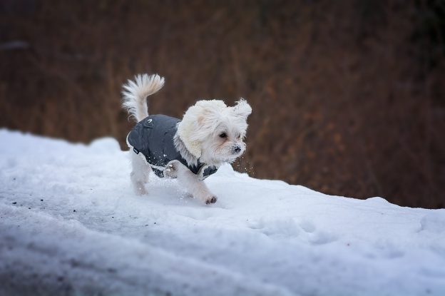 dog in the cold
