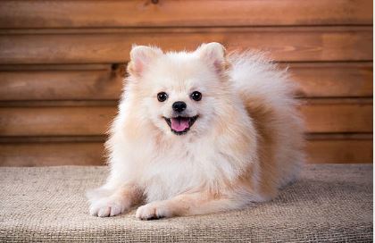 golden spitz dog