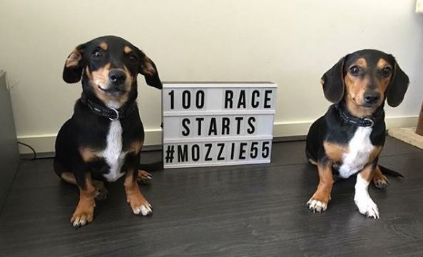 chaz mostert dogs