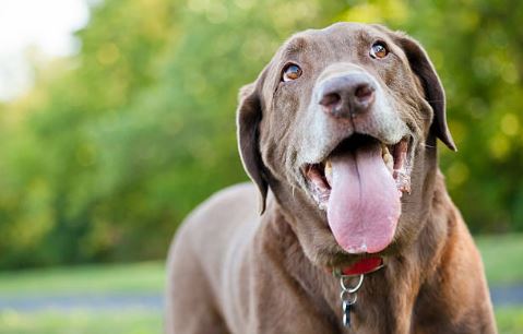 how does panting keep dogs cool