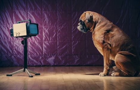 Preparing Your Dog to Star in a Film - Dogslife. Dog Breeds Magazine