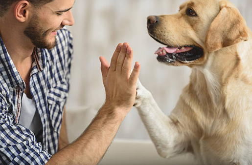 handedness within dogs