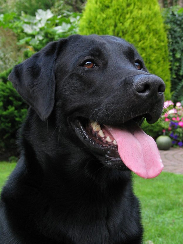 Jet black sale labrador