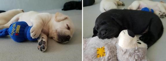 Guide dog puppies receive 3,600 new toys!