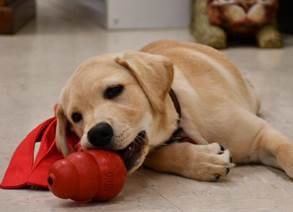 Guide dog puppies receive 3,600 new toys!