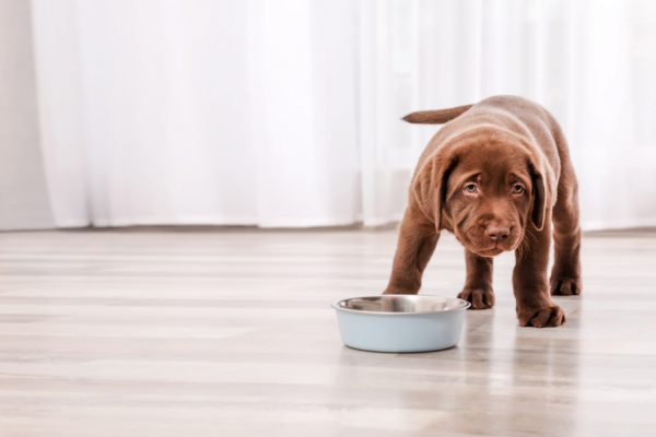 What do I feed my puppy? 3 questions any new dog owner should ask