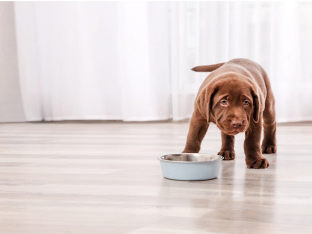What do I feed my puppy? 3 questions any new dog owner should ask