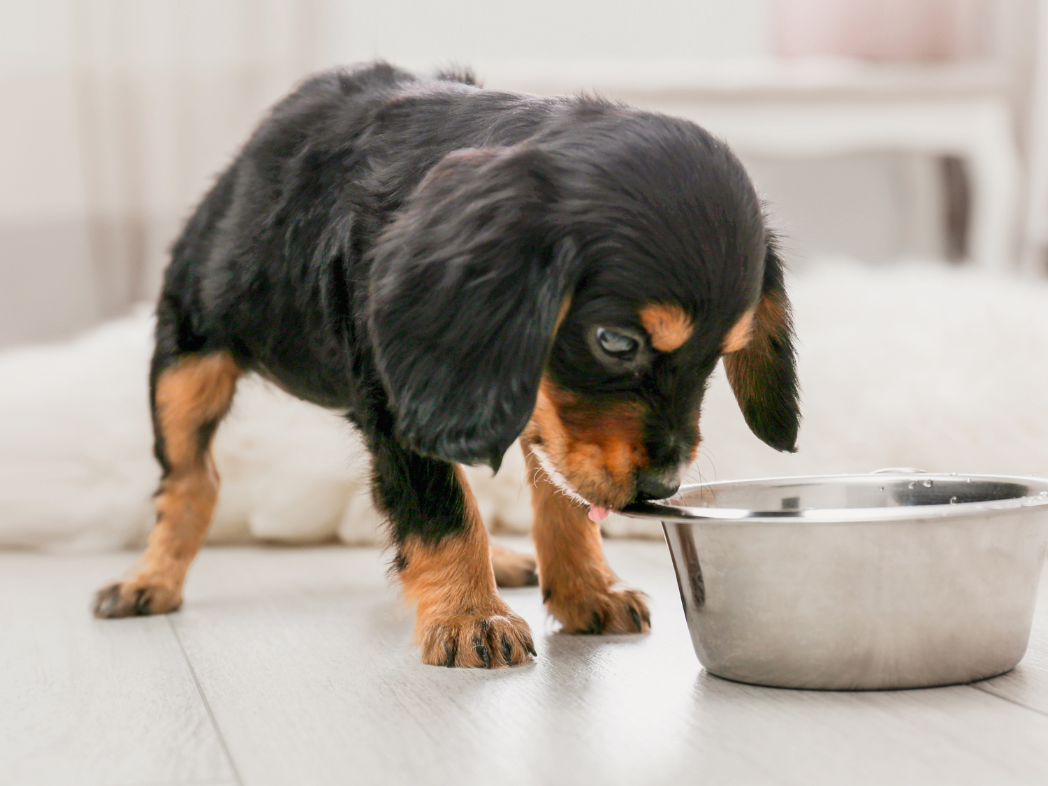 What do I feed my puppy? 3 questions any new dog owner should ask
