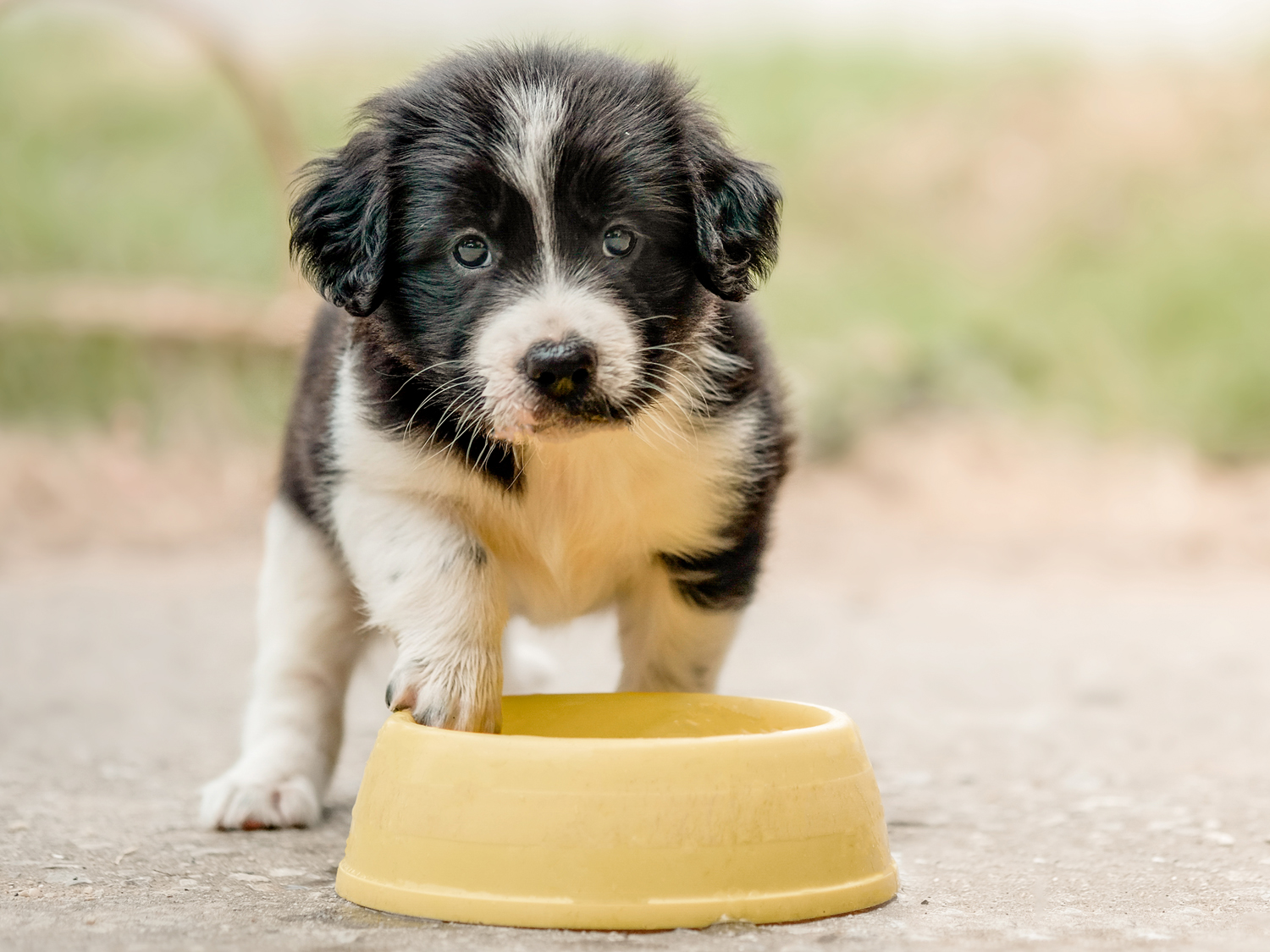 What do I feed my puppy? 3 questions any new dog owner should ask