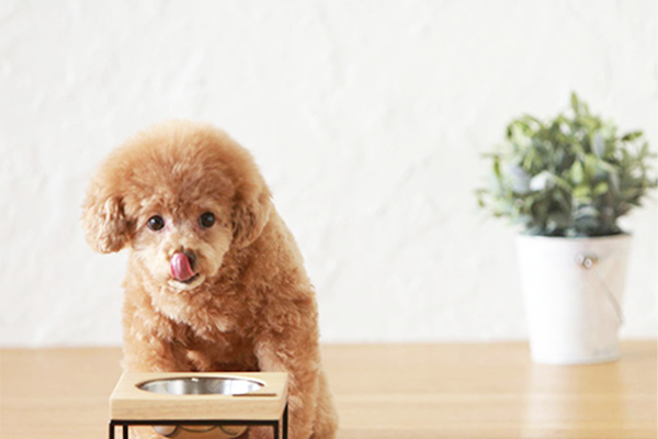 4 exciting new Thai pet brands for Australian dogs